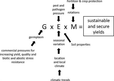 Impacts of G x E x M on Nitrogen Use Efficiency in Wheat and Future Prospects